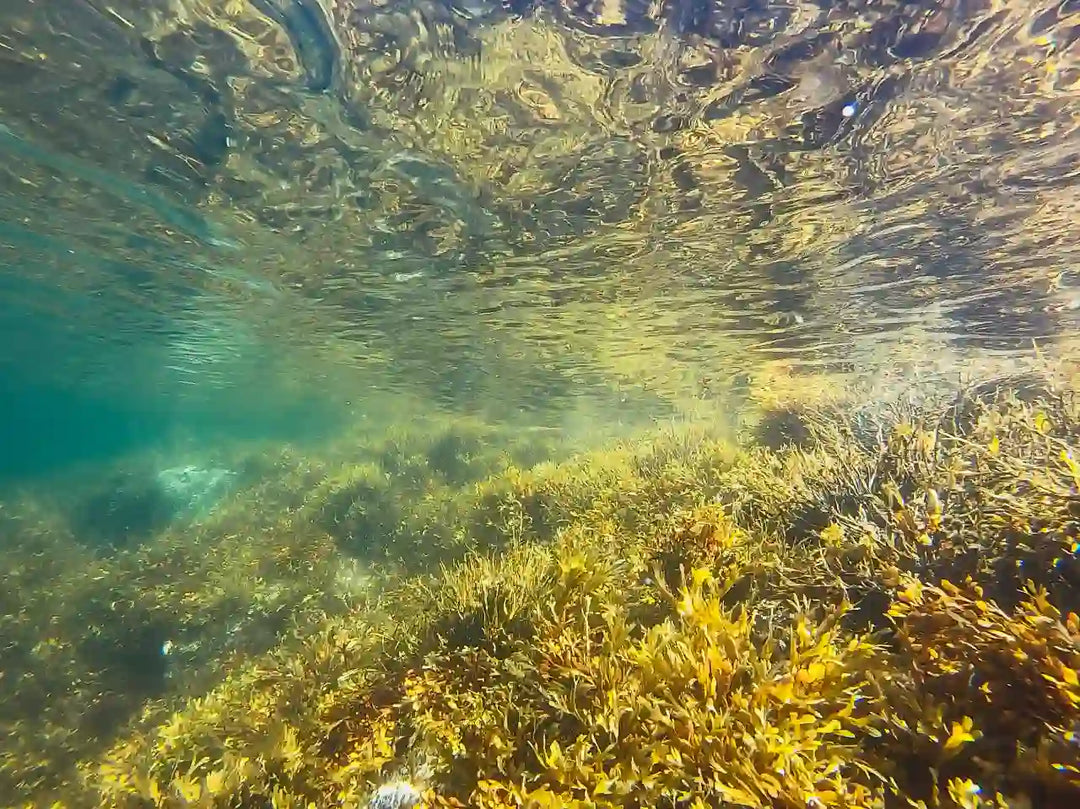 Echolot: Fischschwarm oder Unterwasser-Gestrüpp?