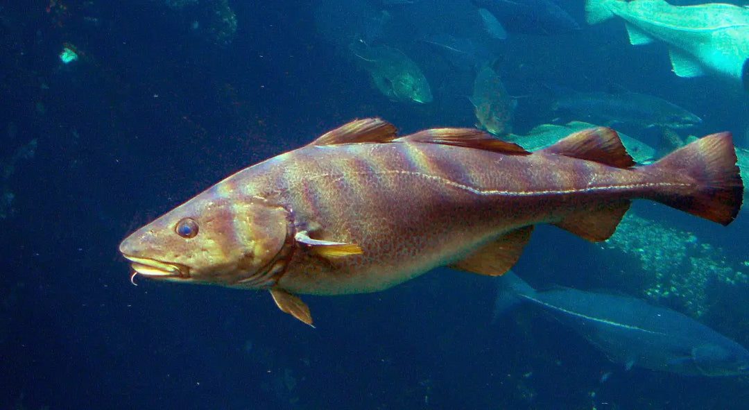 Dorschfang in der Ostsee bald verboten - Unverständnis bei Anglern