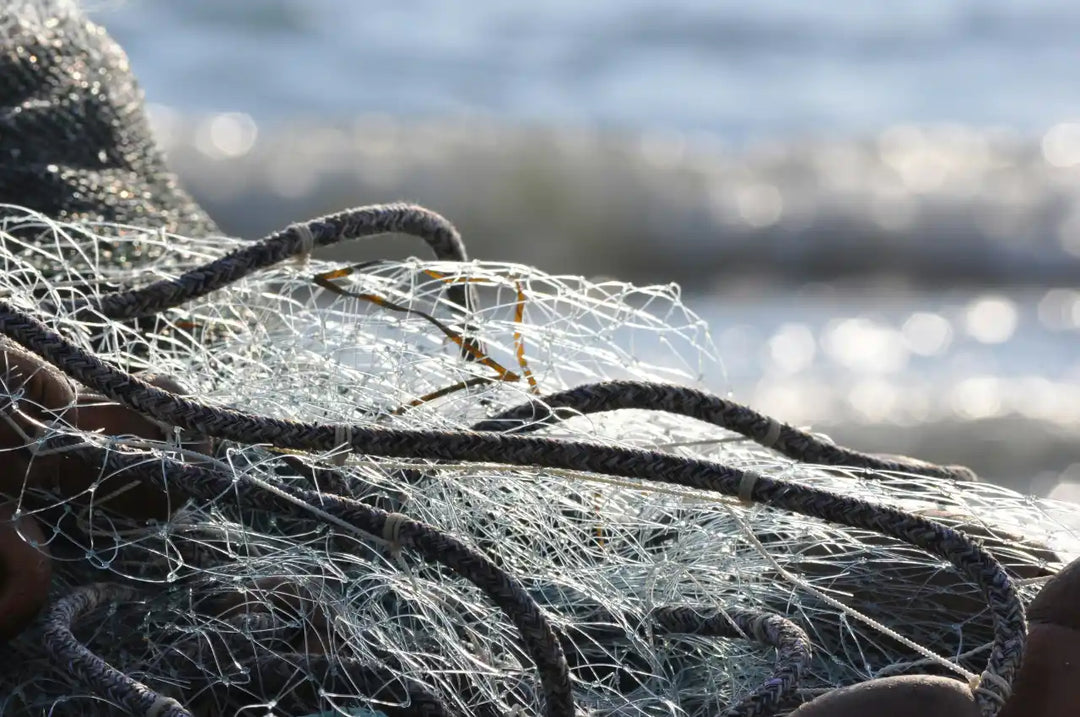 Geisternetze im Meer: eine unterschätzte Bedrohung