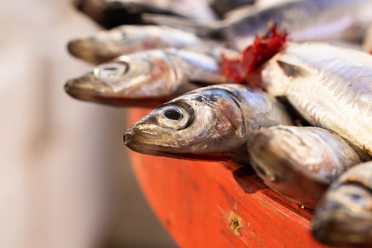 Die Makrele, der perfekte Köderfisch