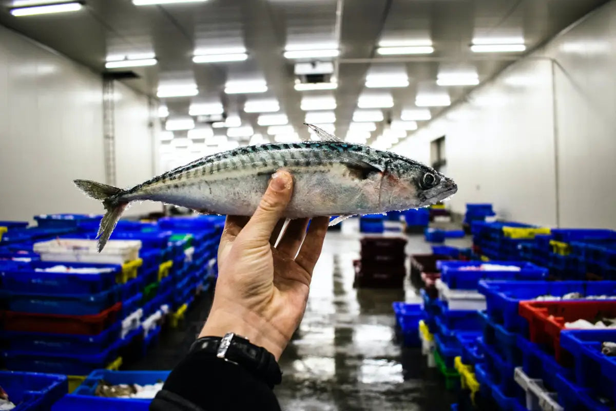 Makrele: Einer der gesündesten Fische überhaupt!