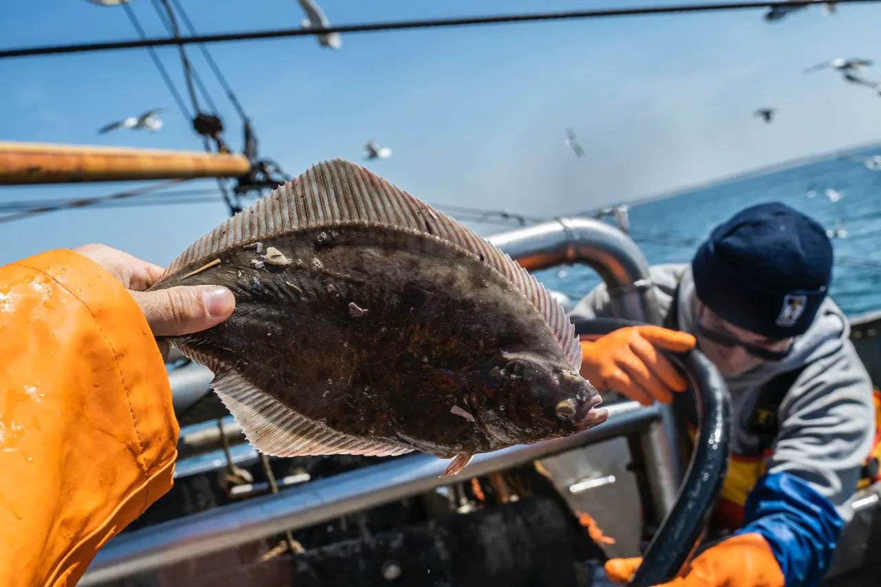 Ein Angler hält einen Plattfisch in der Hand