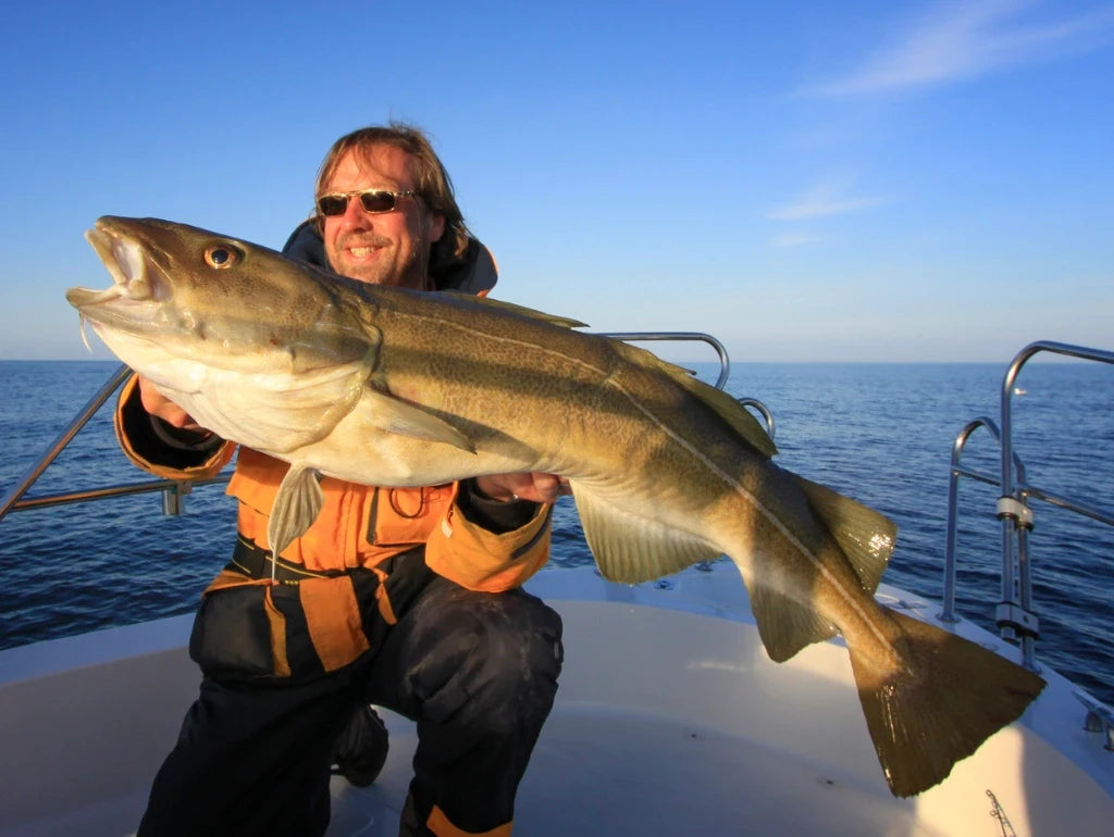 Ein Mann auf einem Boot präsentiert einen großen Dorsch 