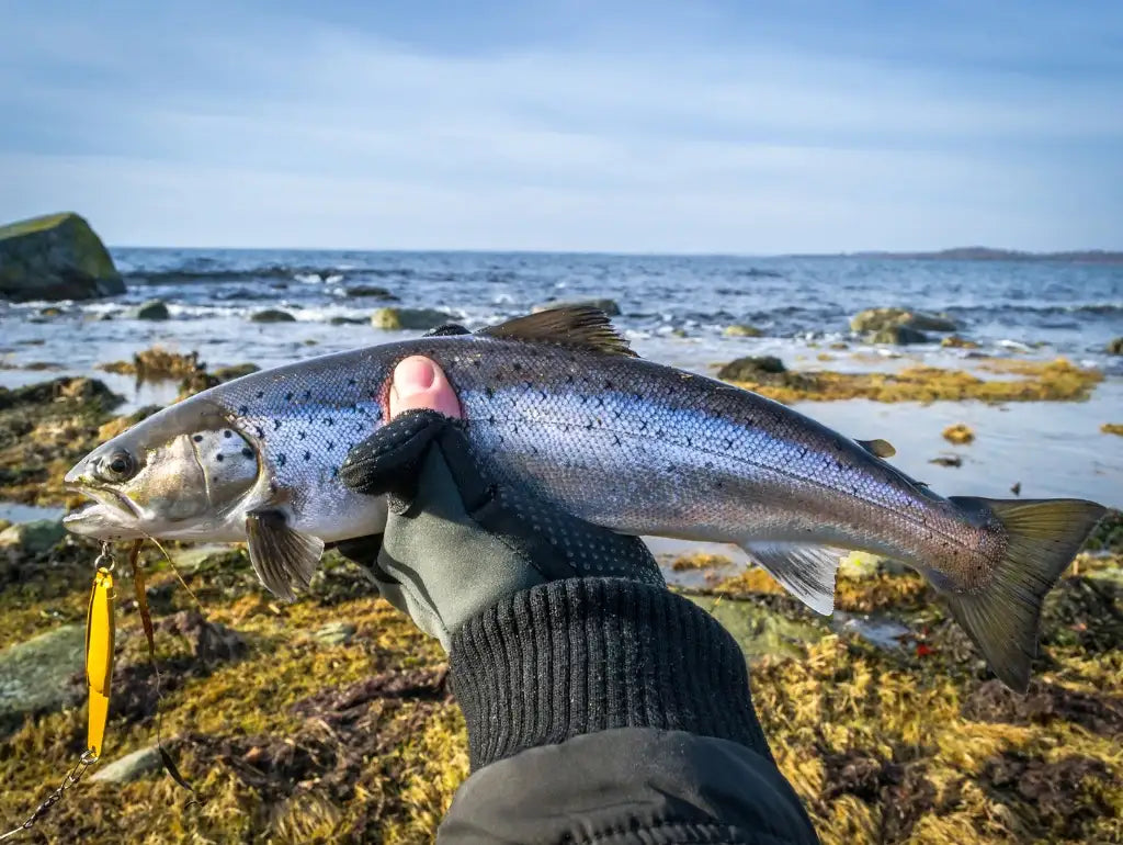 Kleine Meerforelle wird in einer Hand gehalten